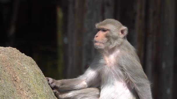 Retrato Pequeno Macaco Condições Naturais Natureza — Vídeo de Stock