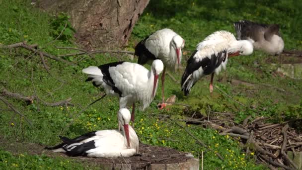 Cuatro Cigüeñas Encuentra Fauna Natural Contra Fondo Hierba Verde Sonido — Vídeos de Stock