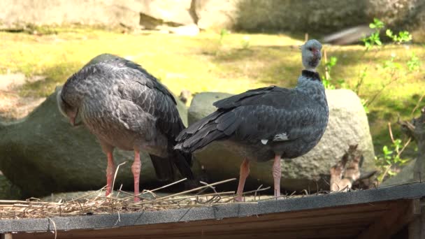 Δύο Νότιοι Σκρίμερς Chauna Torquata Που Στολίζουν Φτερά Τους Στο — Αρχείο Βίντεο