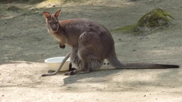 Yavru Kanguru Annesinin Keseli Doğasına Girer — Stok video