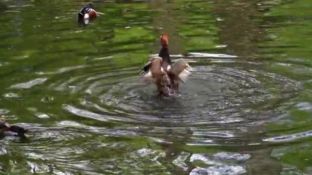 Red Crested Pochard Netta Rufina Mengepakkan Sayapnya Atas Air Gerak — Stok Video