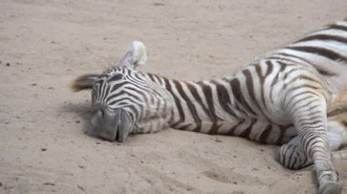 Zebra kumda yatar ve dinlenir.