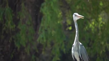 portre gri balıkçıl (adea cinerea) yeşil arkaplanda gagasını açar