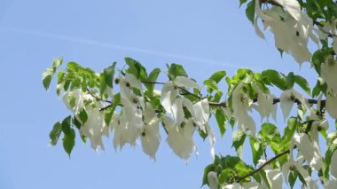 Aynı yeşil yapraklara ve beyaz çiçeklere sahip ağaç