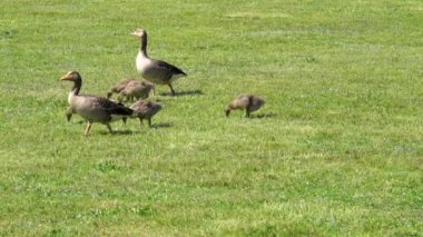 Aile yabani kazlar ve küçük kazlar yeşil çimlerde otlar.