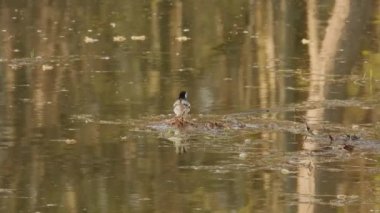 Beyaz kuyruklu (motacilla alba) suyun üzerinde çim üzerinde yürür. Doğal ses