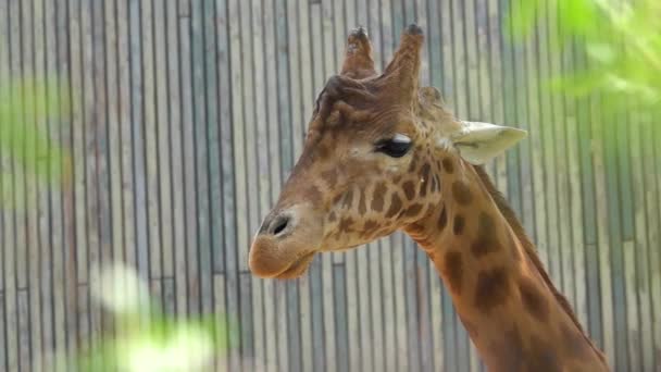 一只咀嚼长颈鹿在灰色背景上的肖像 慢动作 — 图库视频影像
