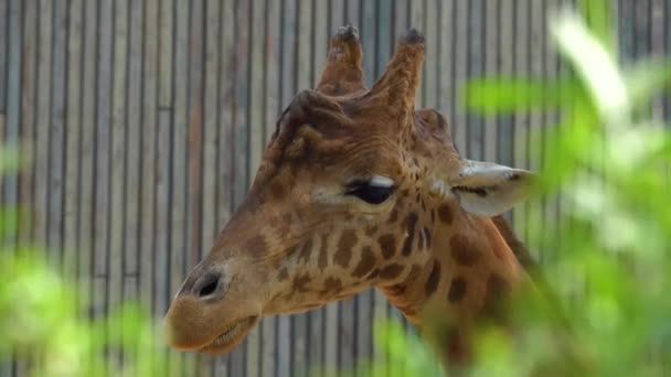 Retrato Uma Girafa Mastigadora Fundo Cinza — Vídeo de Stock