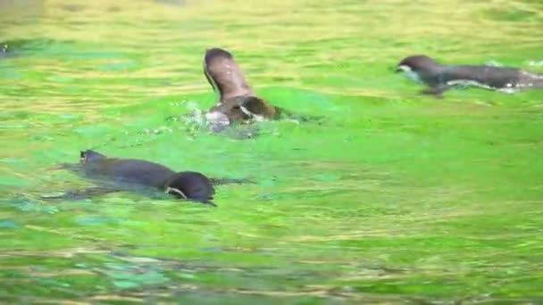 ペンギン ハイビスカス が優しく一緒に泳いでいます スローモーション — ストック動画