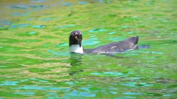 Pingüino Nada Lentamente Agua Cámara Lenta — Vídeo de stock