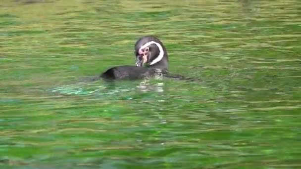Pinguino Nuota Lentamente Acqua Rallentatore — Video Stock
