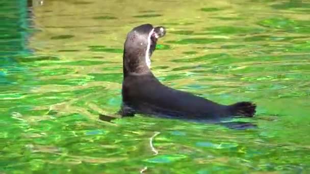 Πιγκουίνος Κολυμπάει Αργά Στο Νερό Αργή Κίνηση — Αρχείο Βίντεο