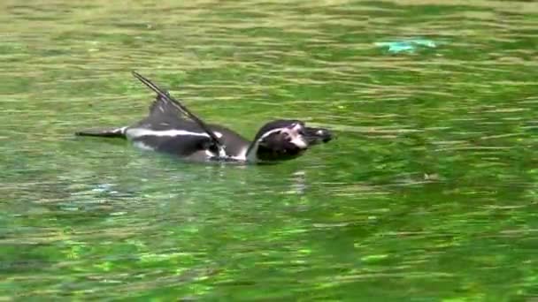 Tučňák Plave Pomalu Vodě Zpomalený Pohyb — Stock video