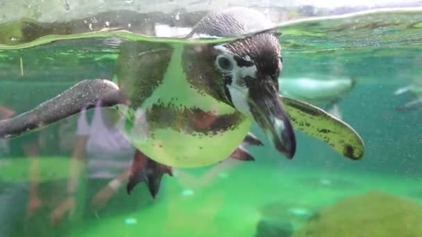 Pingüino Nada Lentamente Bajo Agua Cámara Lenta — Vídeo de stock