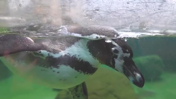 Pingüino Nada Lentamente Bajo Agua Cámara Lenta — Vídeos de Stock