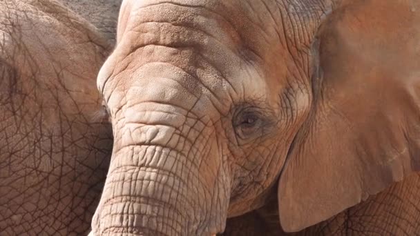 Afrikansk Elefant Närbild Porträtt — Stockvideo