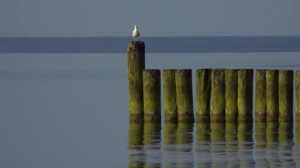 Чайки Стоят Деревянном Волнорезе Балтийское Море Естественный Звук — стоковое видео