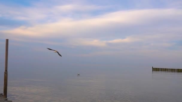 Lentamente Voando Gaivota Cabeça Preta Sobre Mar Baltico Câmara Lenta — Vídeo de Stock