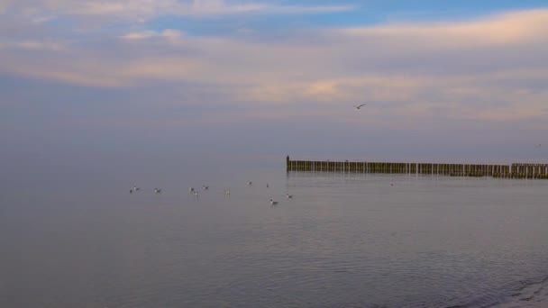 海鸥在海面上飞翔 波罗的海 慢动作 — 图库视频影像