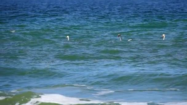 Cisnes Flotando Las Olas Del Mar Báltico Cámara Lenta — Vídeos de Stock