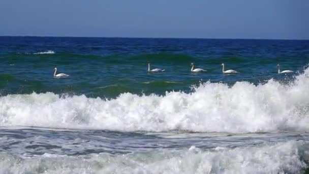 Лебеди Плавающие Волнам Балтийского Моря Замедленное Движение — стоковое видео