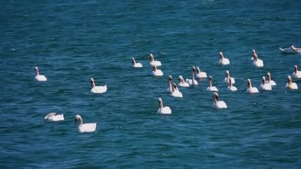 Λευκοί Κύκνοι Κολυμπούν Στη Βαλτική Θάλασσα Αργή Κίνηση — Αρχείο Βίντεο