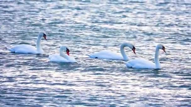 White Swans Swim Baltic Sea Slow Motion — Stock Video