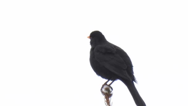 Blackbird Senta Cima Uma Árvore Fundo Branco Cantando Inverno Está — Vídeo de Stock