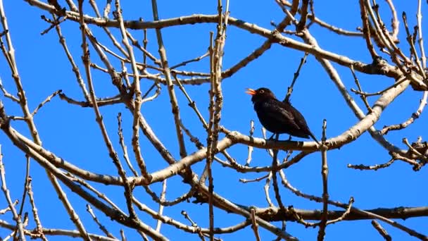 黑鸟坐在树枝上 在蓝天的映衬下歌唱 自然的声音 — 图库视频影像