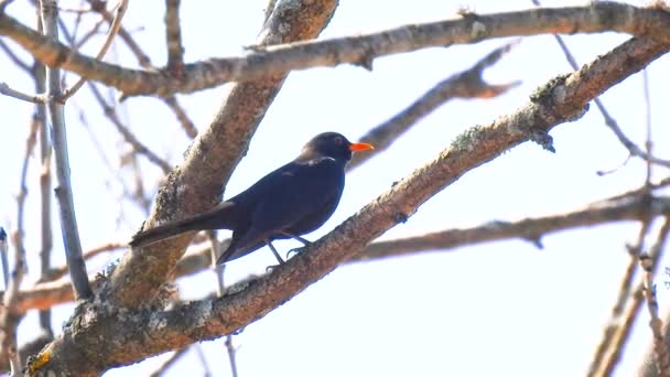 Blackbird Siedzi Gałęziach Drzewa Śpiewa — Wideo stockowe