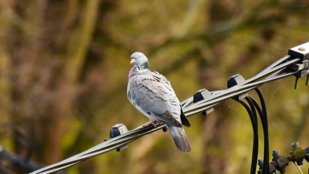 Common Wood Pigeon Columba Palumbus Sitting Cable Blurred Background Natural — Stock Video