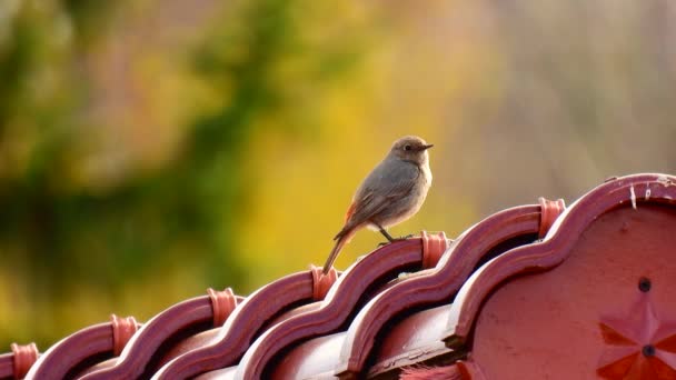 欧洲知更鸟 Erithacus Rubecula 栖息在瓷砖屋顶上 自然的声音 — 图库视频影像