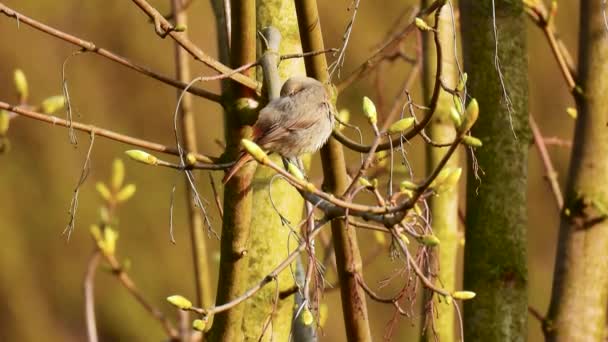 European Robin Erithacus Rubecula Sitting Tree Branch Spring Natural Sound — Stock Video