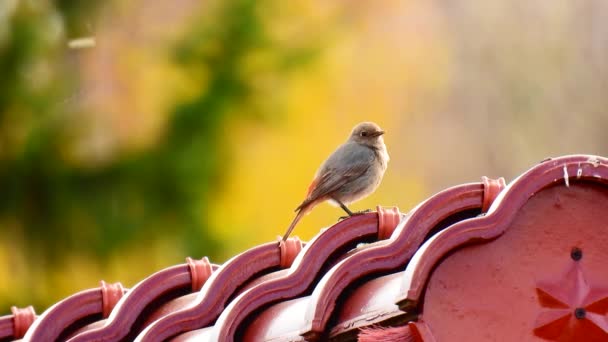欧洲知更鸟 Erithacus Rubecula 栖息在瓷砖屋顶上 自然的声音 — 图库视频影像