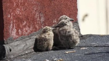 Evin çatısında martı (Larus argentatus) yiyen civcivler. Doğal ses