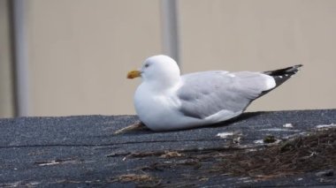 Ringa martısı (larus argentatus) evin çatısında oturur ve çığlık atar. Doğal ses