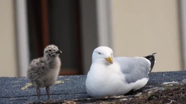 Ringa martısı (Larus argentatus) evin çatısında civciv ile birlikte. Doğal ses