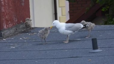 Ringa martısı (larus argentatus) ve evin çatısında civcivler. Doğal ses