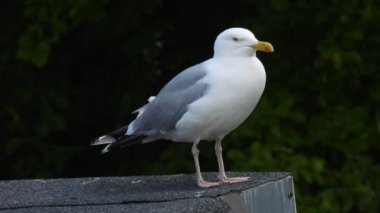 Ringa martısı (larus argentatus) Evin köşesinde duruyorum ve sonra ayrılıyorum. Doğal ses