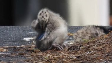 Evin çatısında martı (Larus argentatus) yiyen civcivler. Doğal ses