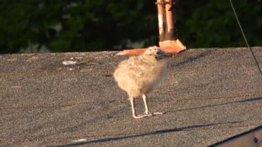 Yavru ringa martısı (Larus argentatus) evin çatısında yürüyor. Doğal ses