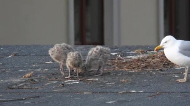 Ringa martısı (larus argentatus) evin çatısında yavrular ve yiyecek arıyorlar. Doğal ses