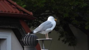 Ringa martısı (larus argentatus) bir havalandırma borusunun üzerinde durur. Doğal ses