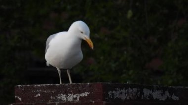 Ringa martısı (larus argentatus) bir havalandırma borusunun üzerinde durur. Doğal ses