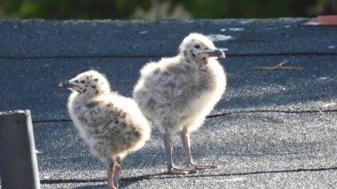 İki civciv martı (Larus argentatus) evin çatısında. Doğal ses