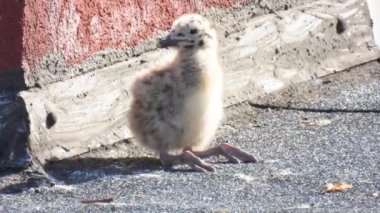 Yavru ringa martısı (Larus argentatus) evin çatısında yürüyor. Doğal ses