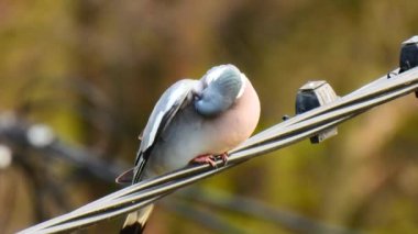 Bulanık arka planda bir kabloda oturan yaygın ahşap güvercin (columba palumbus). Doğal ses