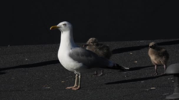 Herring Gull Larus Argentatus Stands Two Chicks Roof House Natural — Stock Video