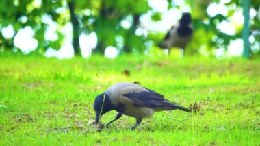 Karga, yeşil çimenlikteki bir koniden tohumları gagalar.