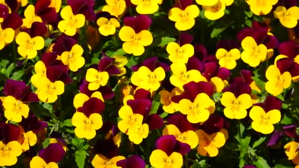 Pansies Flores Jardín Viola Tricolor Balanceo Viento — Vídeos de Stock